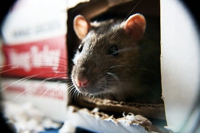 rat control in Croydon